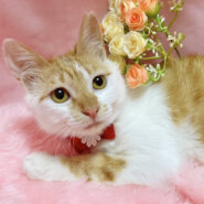 茶白の女の子！『ミルクちゃん』４ヶ月