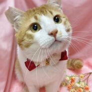 おっとり甘えん坊♪茶白のハチワレ『みかん君』