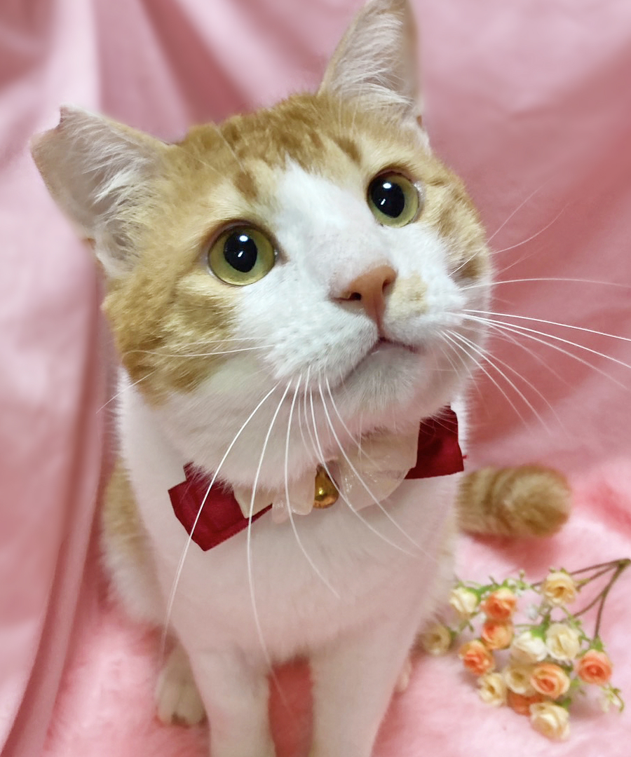 おっとり甘えん坊♪茶白のハチワレ『みかん君』