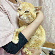 甘えん坊のシニア！第二の猫生を『はくじゅ』