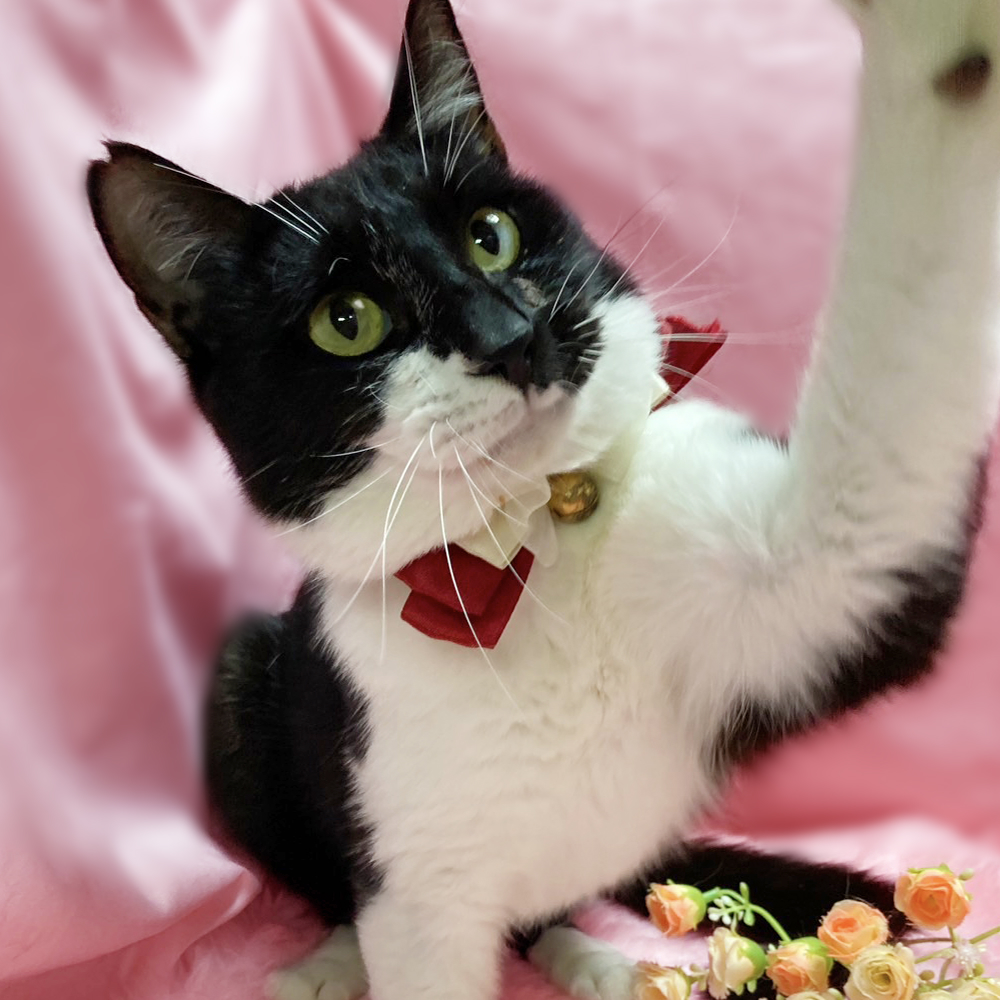 お子さん歓迎◎人懐っこい『のっぽちゃん』３歳