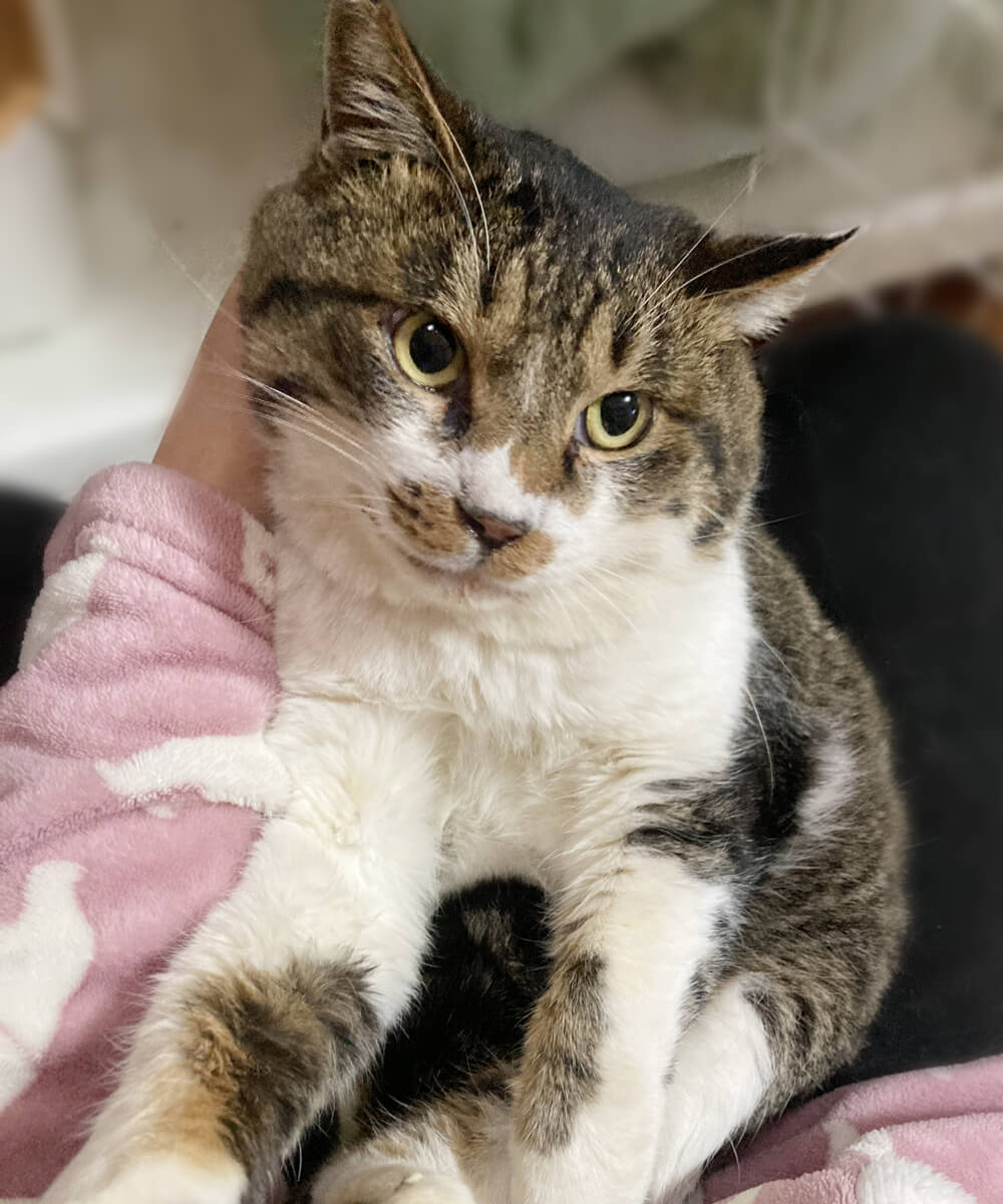 魅惑のまん丸ボディ！大型猫『どんぶり君』