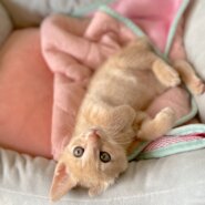 生後2ヶ月の男の子