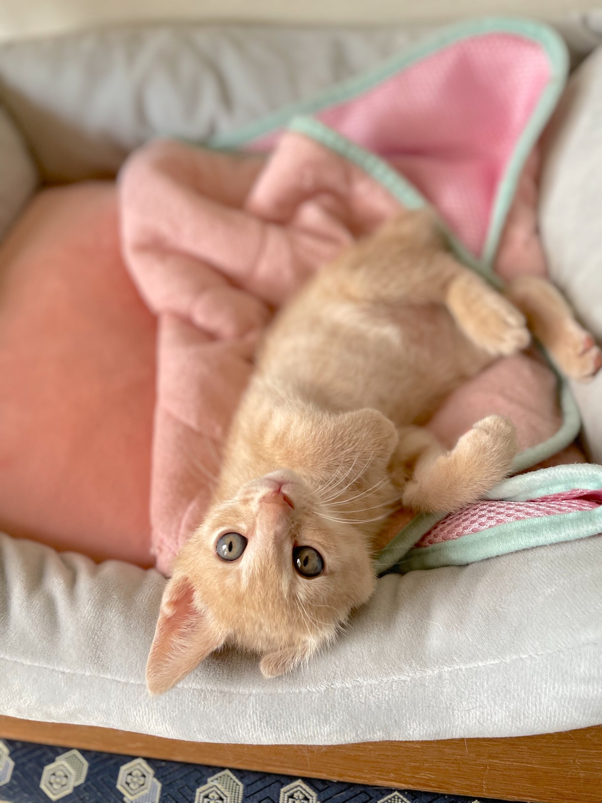 生後2ヶ月の男の子