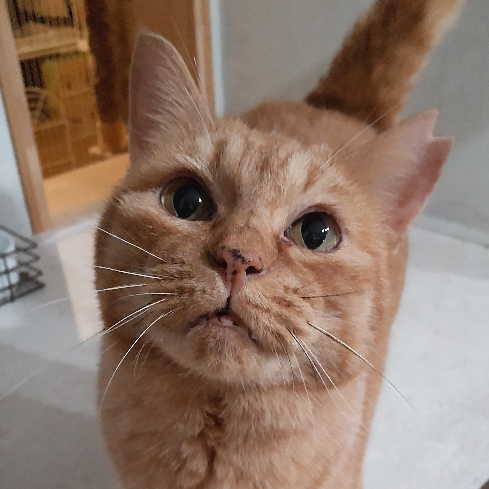 【多頭崩壊レスキュー】美しく控えめなスリゴロさん