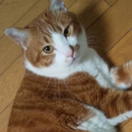 飼い主急逝‼大きいけど穏やかな『タク』５才