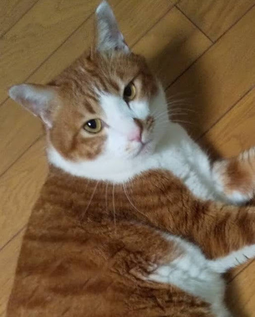 飼い主急逝‼大きいけど穏やかな『タク』５才