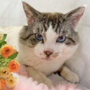 宝石のような青い瞳♪シャムMIX『ラピス君』