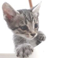 5月23日入所のサバトラの子猫の男の子