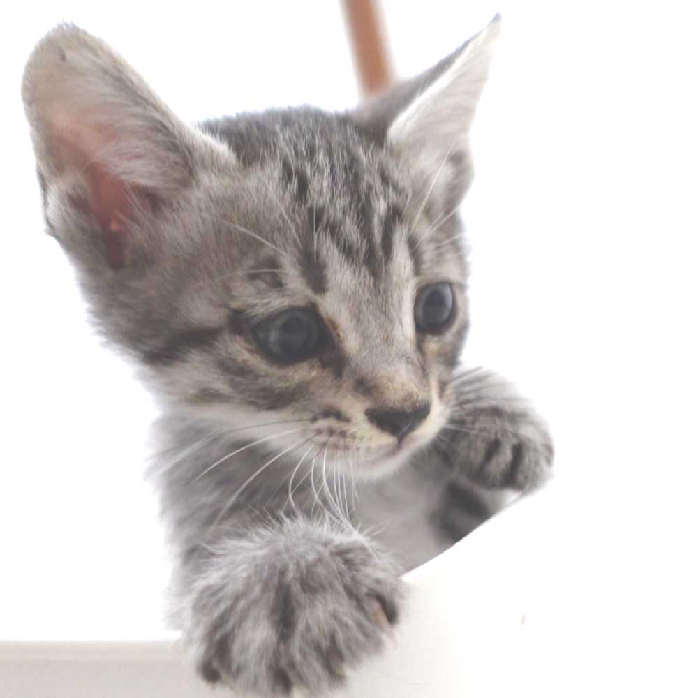 5月23日入所のサバトラの子猫の男の子