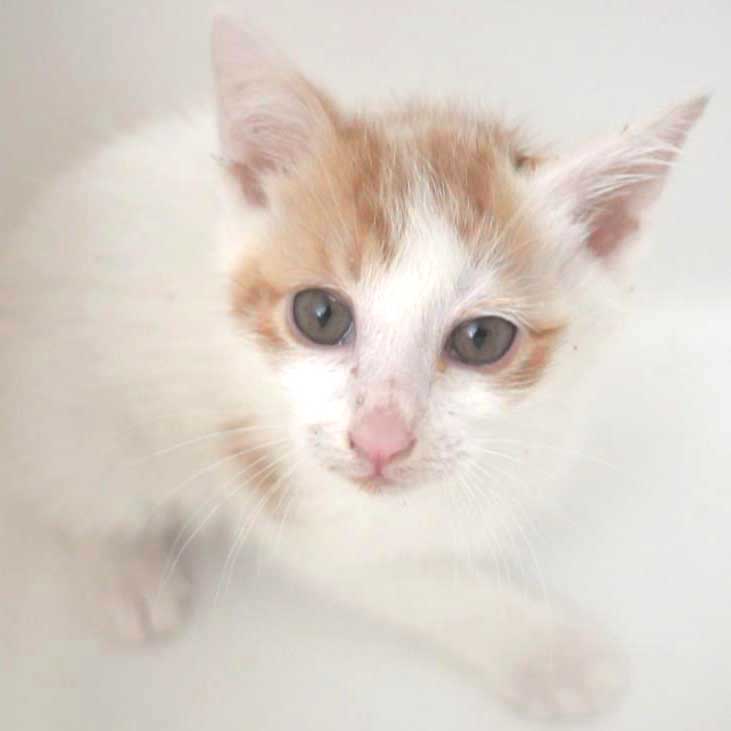 5月25日入所の白茶の子猫の男の子