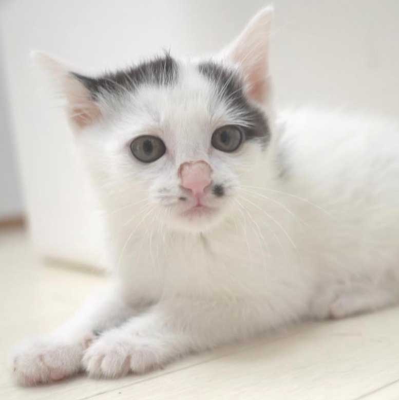 5月25日入所の白黒の子猫の女の子