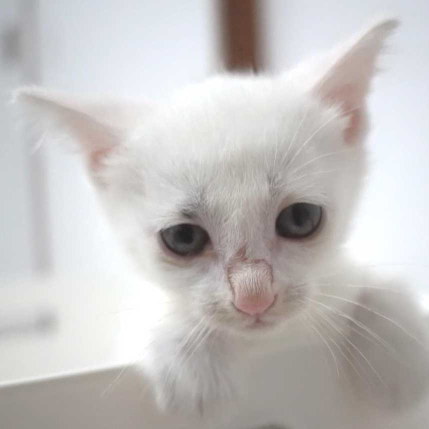 5月25日入所の白の子猫の男の子