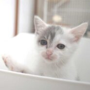 5月25日入所の白グレーの子猫の女の子