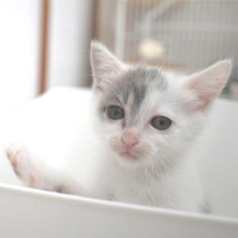 5月25日入所の白グレーの子猫の女の子