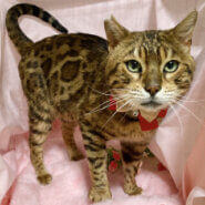 ベンガル柄のイケメン『ベル君』