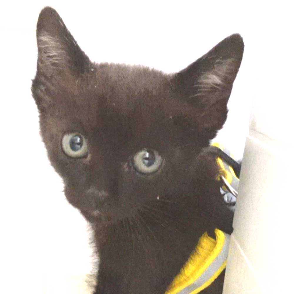 5月12日入所の黒の子猫の男の子2