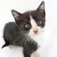 5月12日入所のハチワレの子猫の女の子