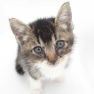 5月13日入所のアビ白の子猫の男の子