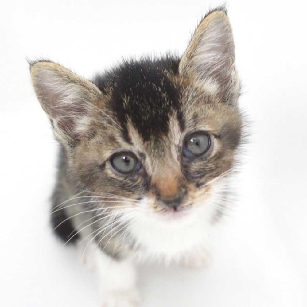 5月13日入所のアビ白の子猫の男の子