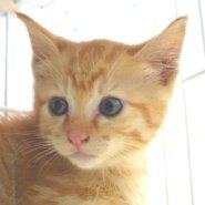 5月21日入所の茶トラの子猫の男の子