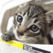 5月23日入所のキジトラの子猫の男の子