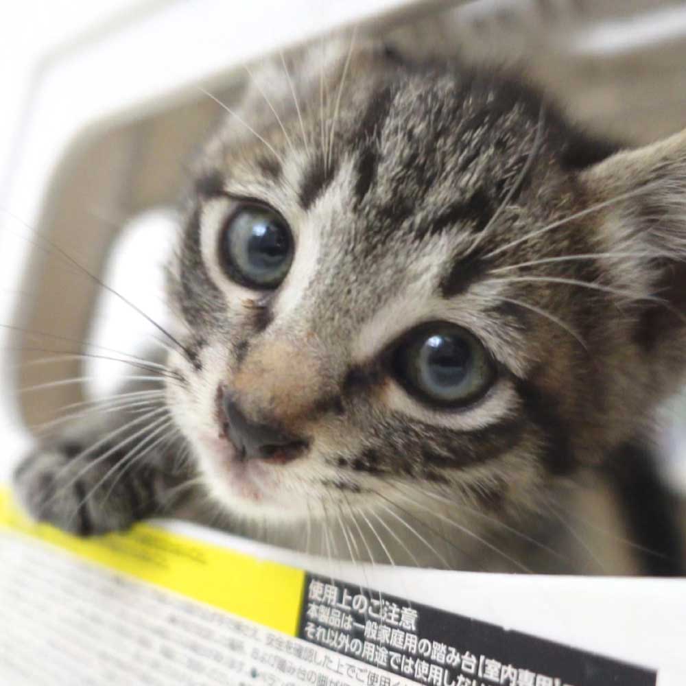 5月23日入所のキジトラの子猫の男の子