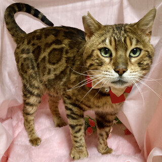 ベンガル柄のイケメン『ベル君』