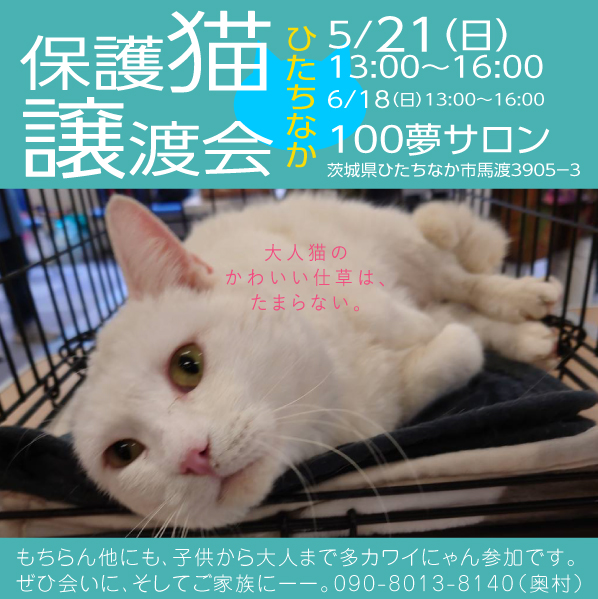 100夢サロン猫譲渡会！