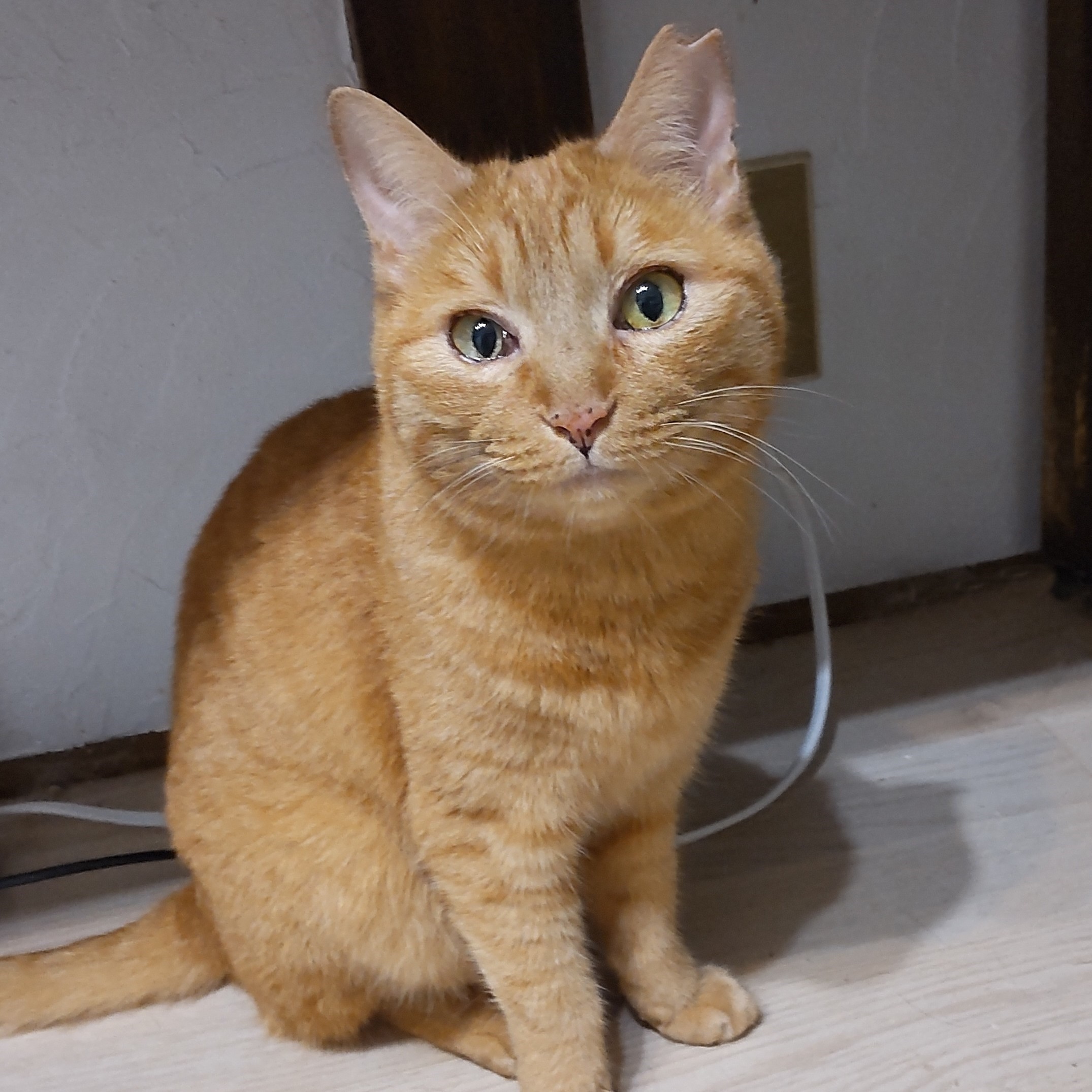 【多頭崩壊】ほっぺがキュートなマイペースさん