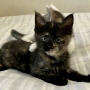 すくすくと育った元気な兄妹♪　ジュリちゃん