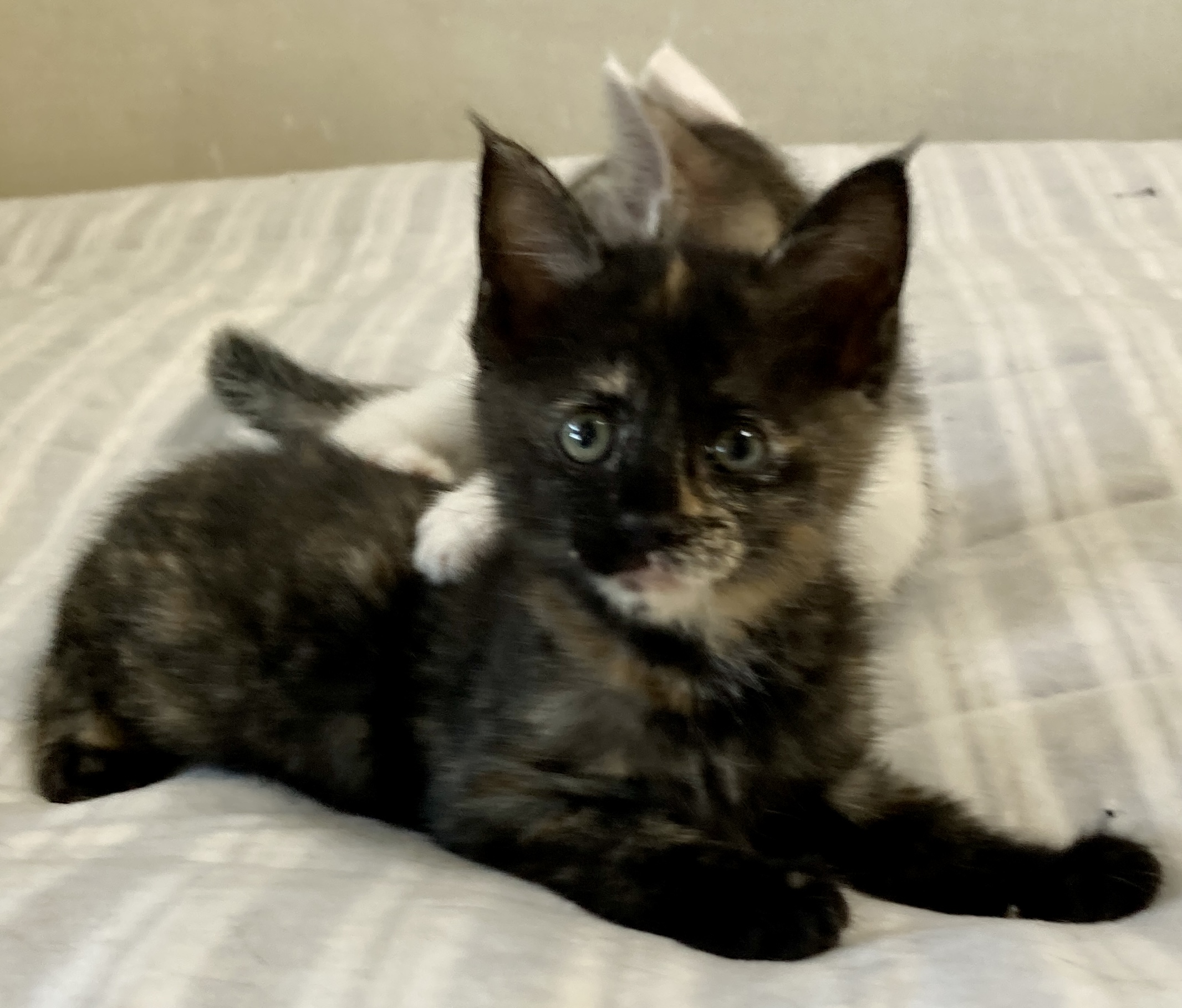 すくすくと育った元気な兄妹♪　ジュリちゃん