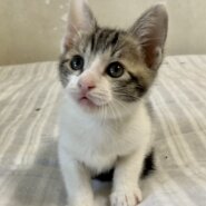 すくすくと育った元気な兄妹♪　ロミオくん