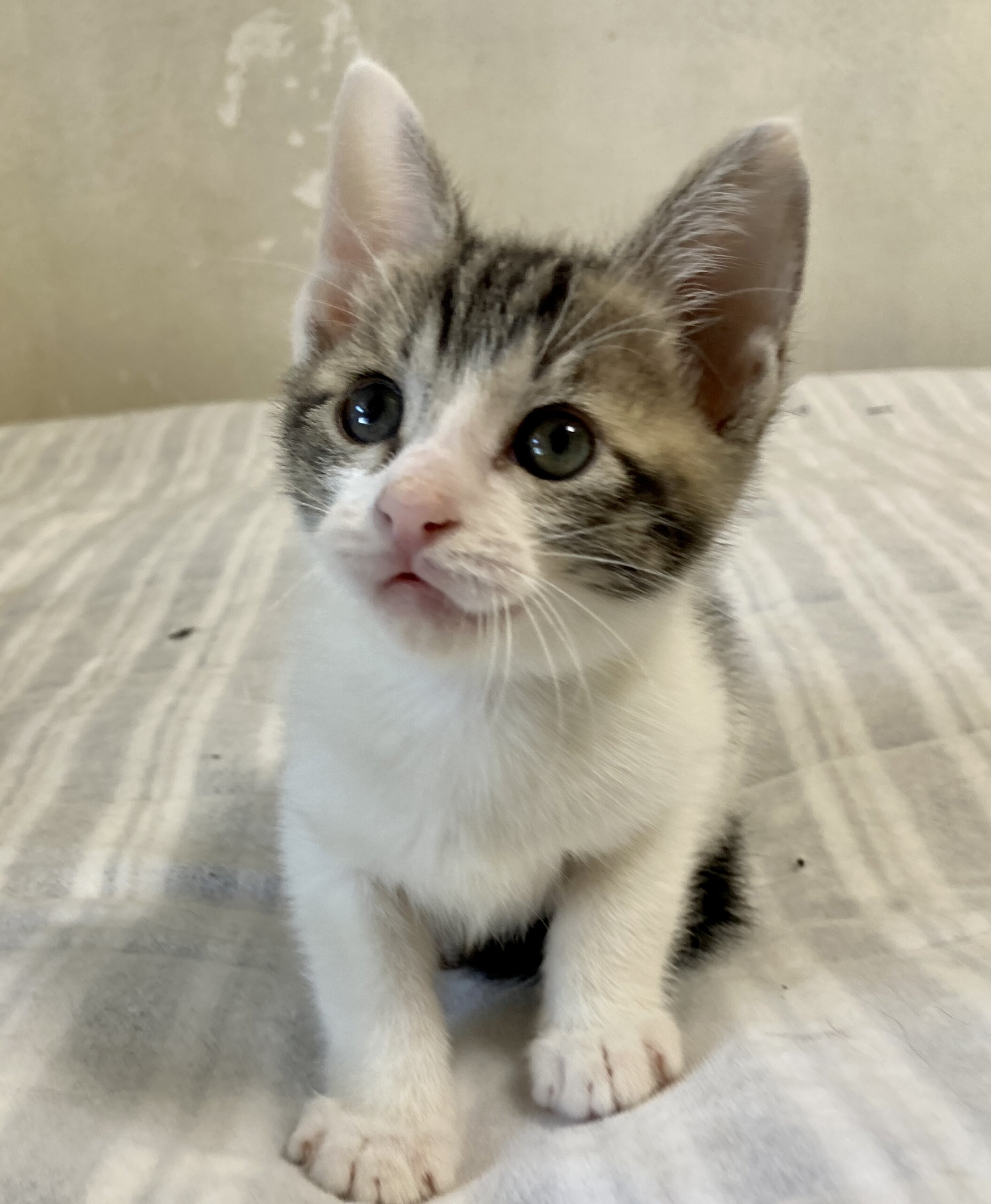 すくすくと育った元気な兄妹♪　ロミオくん