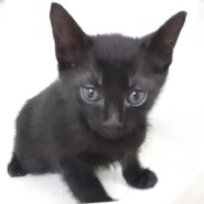 2023年5月8日入所の黒子猫オス1