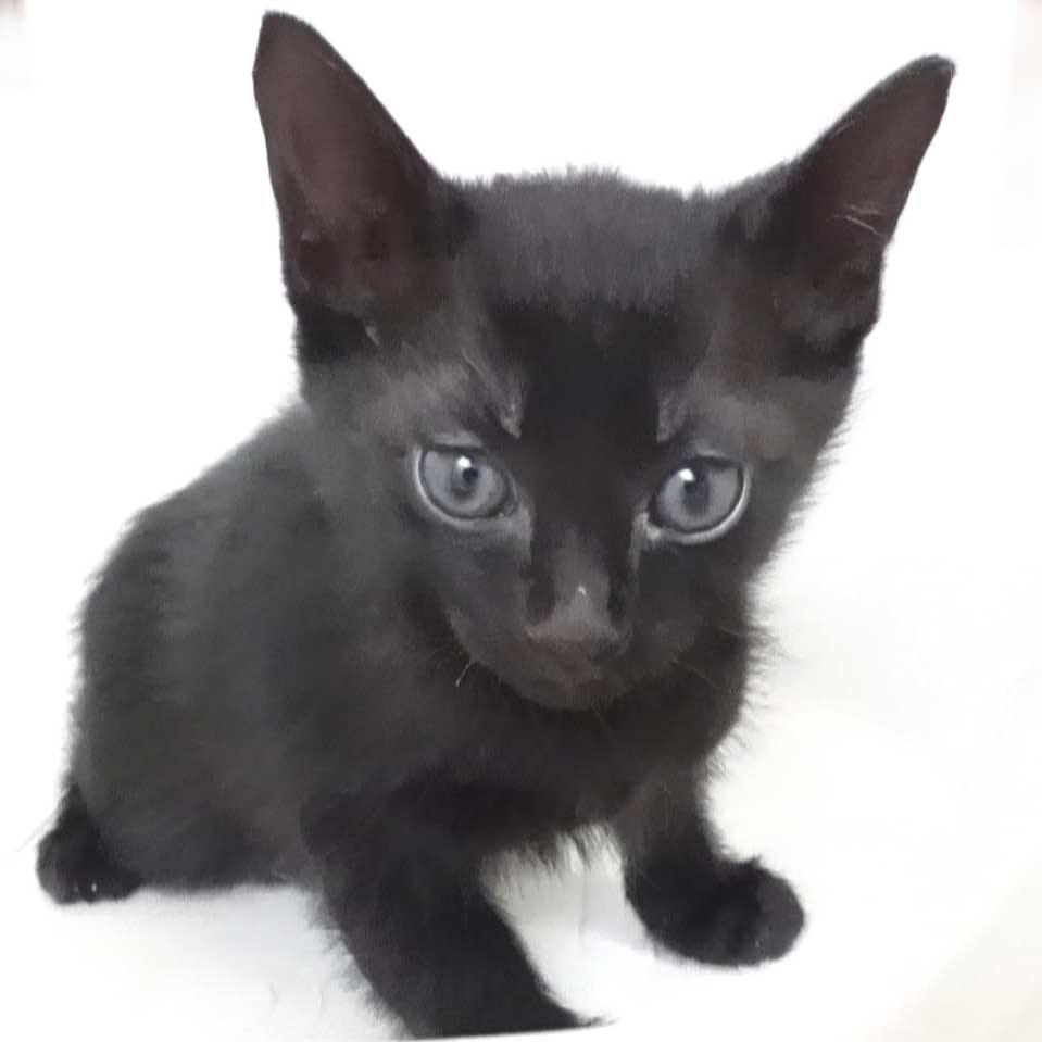 2023年5月8日入所の黒子猫オス1