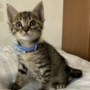 乳飲み子から育てました！性格抜群　タンゴくん