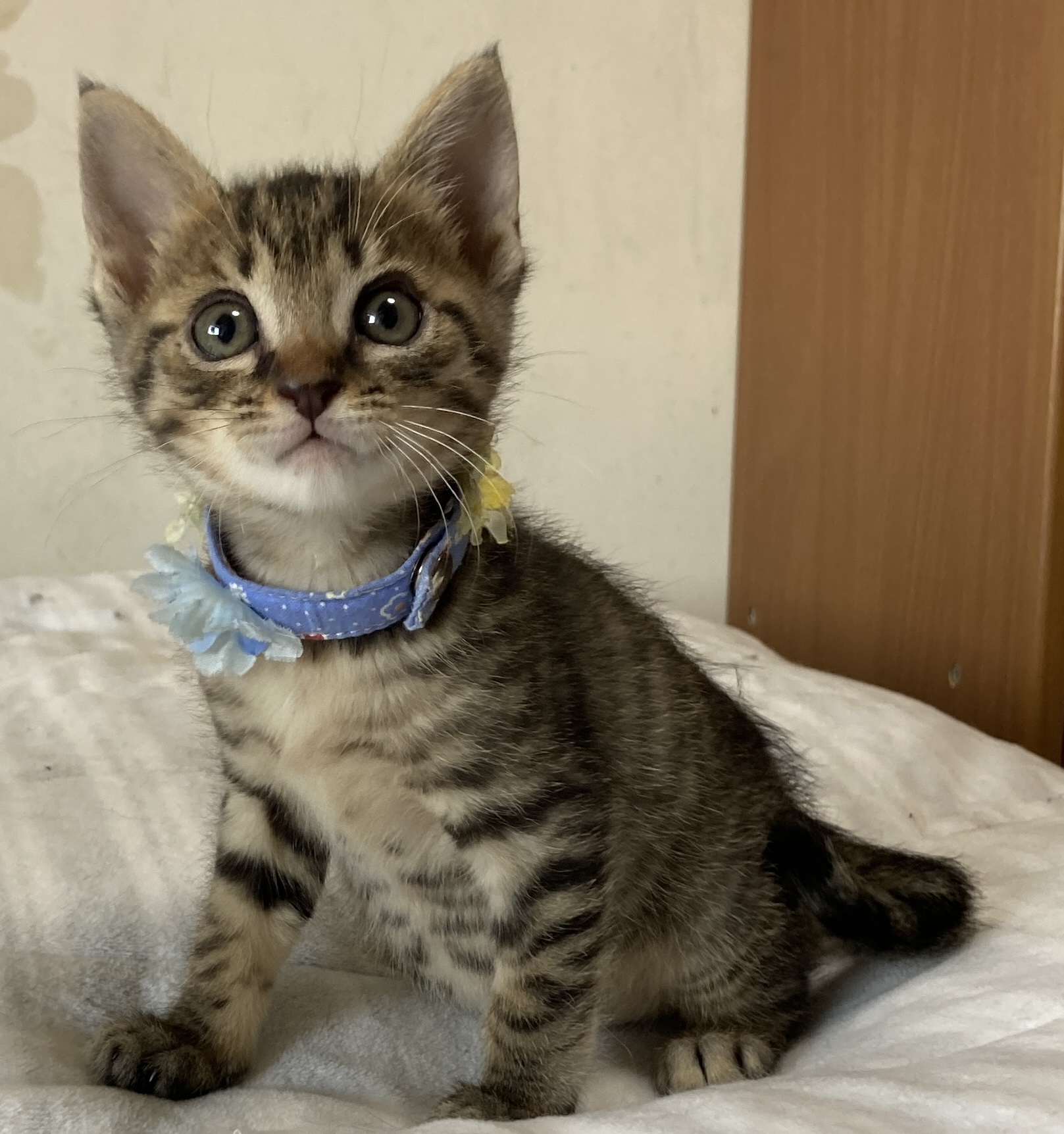 乳飲み子から育てました！性格抜群　タンゴくん