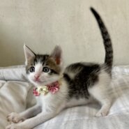 乳飲み子から育てました！性格抜群　かしわくん