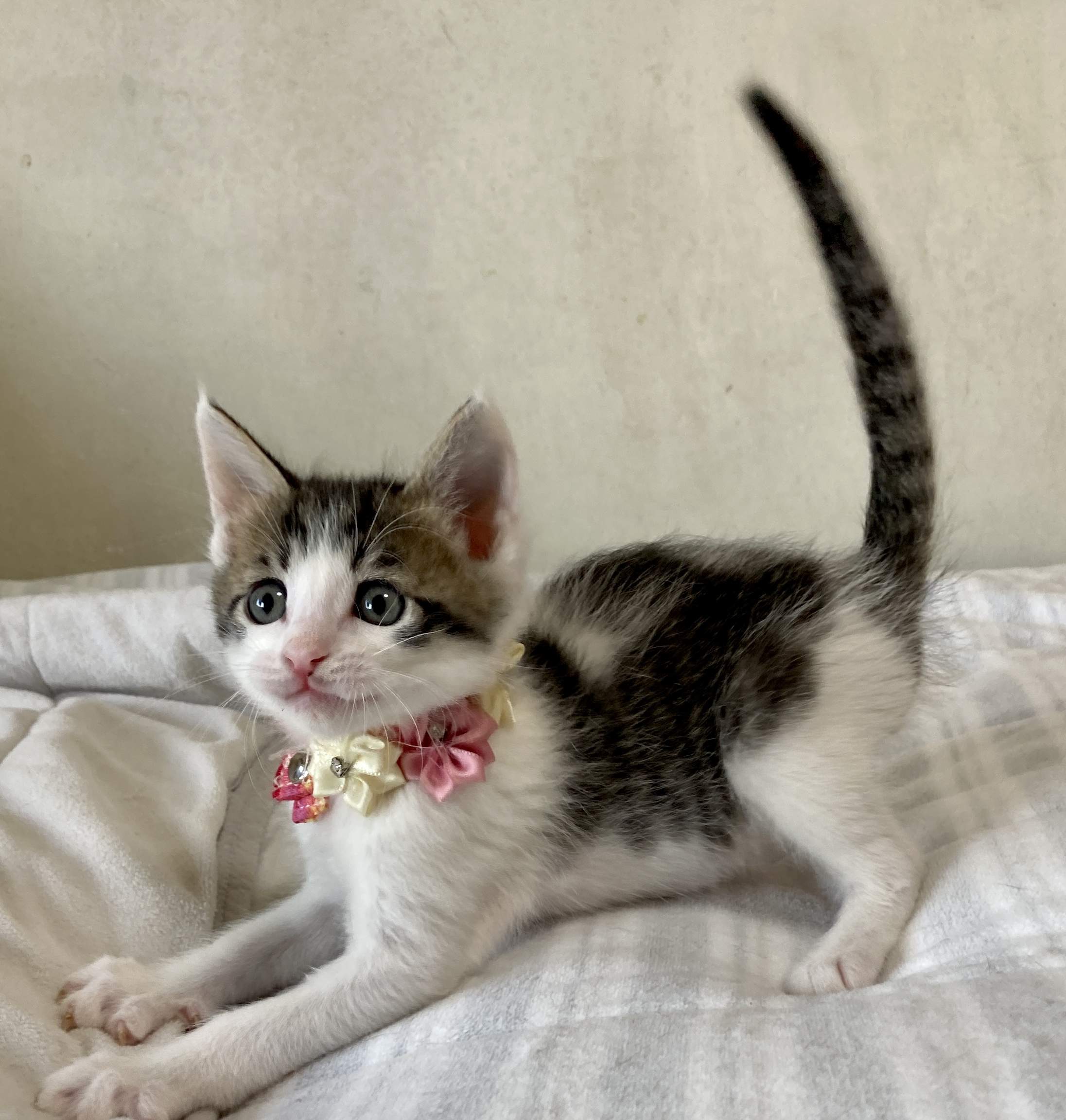 乳飲み子から育てました！性格抜群　かしわくん