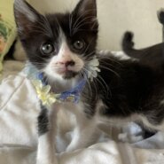 乳飲み子から育てました！性格抜群　カイくん