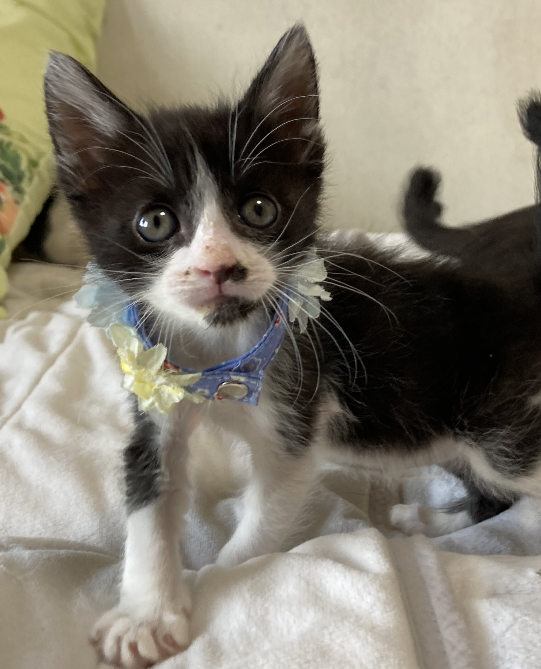 乳飲み子から育てました！性格抜群　カイくん