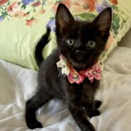 乳飲み子から育てました！性格抜群　セイくん