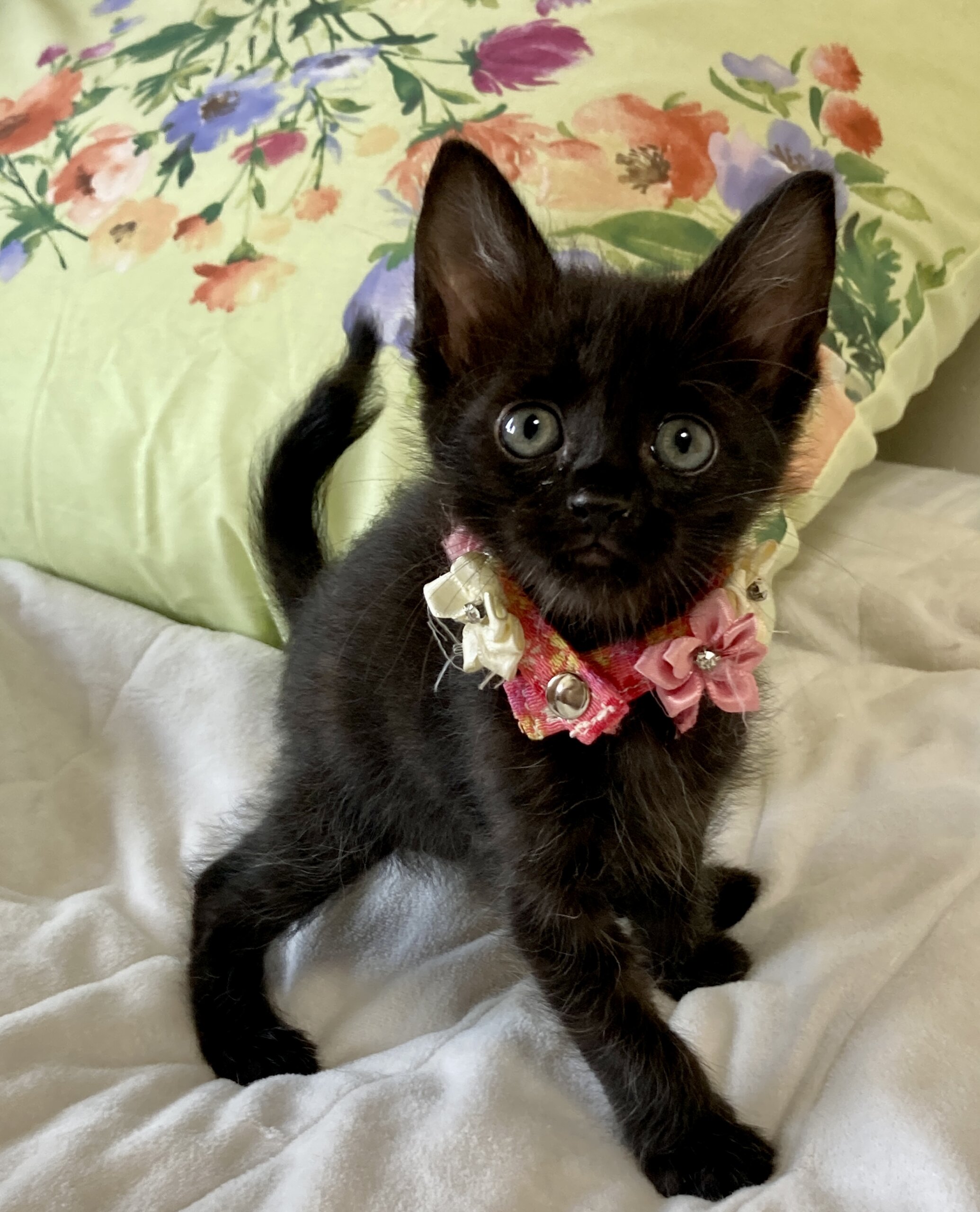 乳飲み子から育てました！性格抜群　セイくん