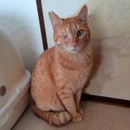 【多頭崩壊】ゴキゲンなクリクリお目目くん