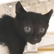 2023年5月8日入所の黒子猫メス