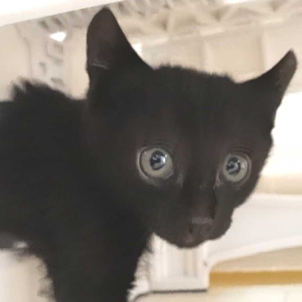 2023年5月8日入所の黒子猫メス