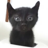 2023年5月8日入所の黒子猫オス2