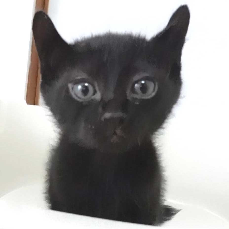 2023年5月8日入所の黒子猫オス2