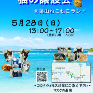 子猫だらけの保護猫譲渡会